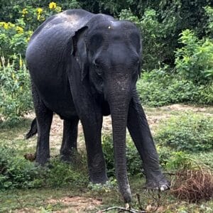 Asian Elephant in Yala National Park during AromaHoliday