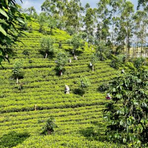 Aromas of Sri Lanka by AromaHoliday walking through the Tea plantations